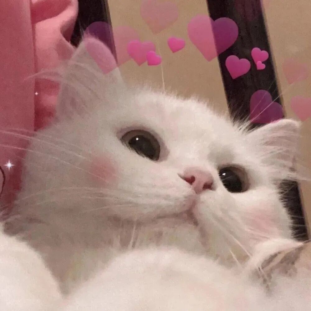 成都宠物托运，可以购买保险吗﻿﻿﻿﻿?-成都宠上天宠物托运服务有限公司